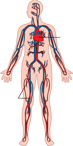 gas exchange clipart