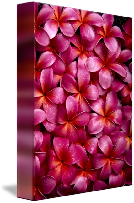 Supplier Generic Bed Of Dark Pink Plumeria Blossoms (427x650)