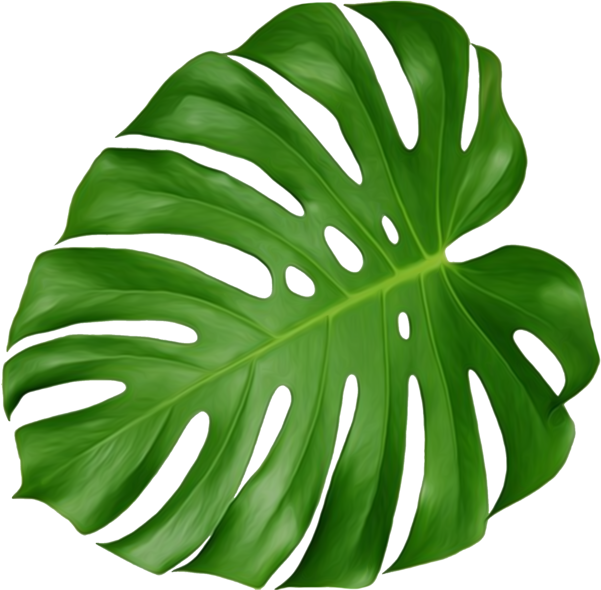 Tropical leaves. Монстера Делициоза (Monstera deliciosa). Монстера эскулетто. Монстера крупнолистная.