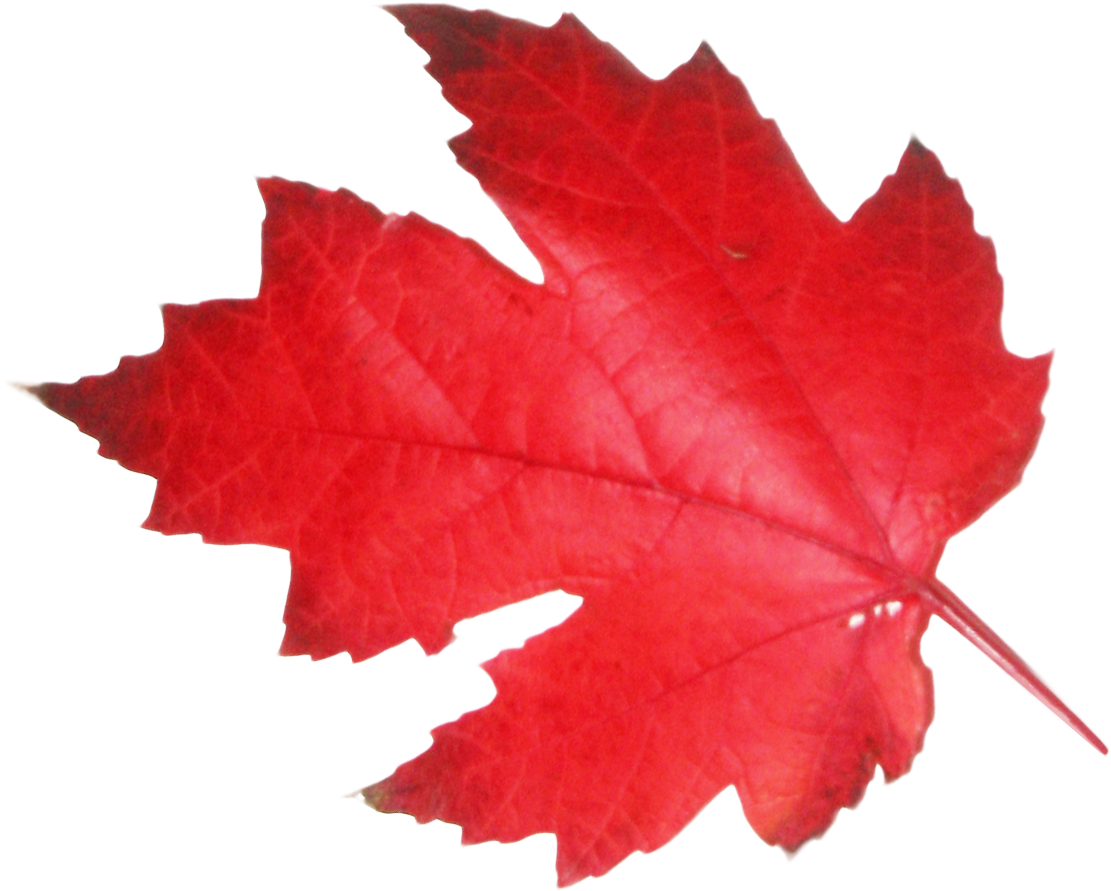 Red Maple Leaf Png (1180x1014)