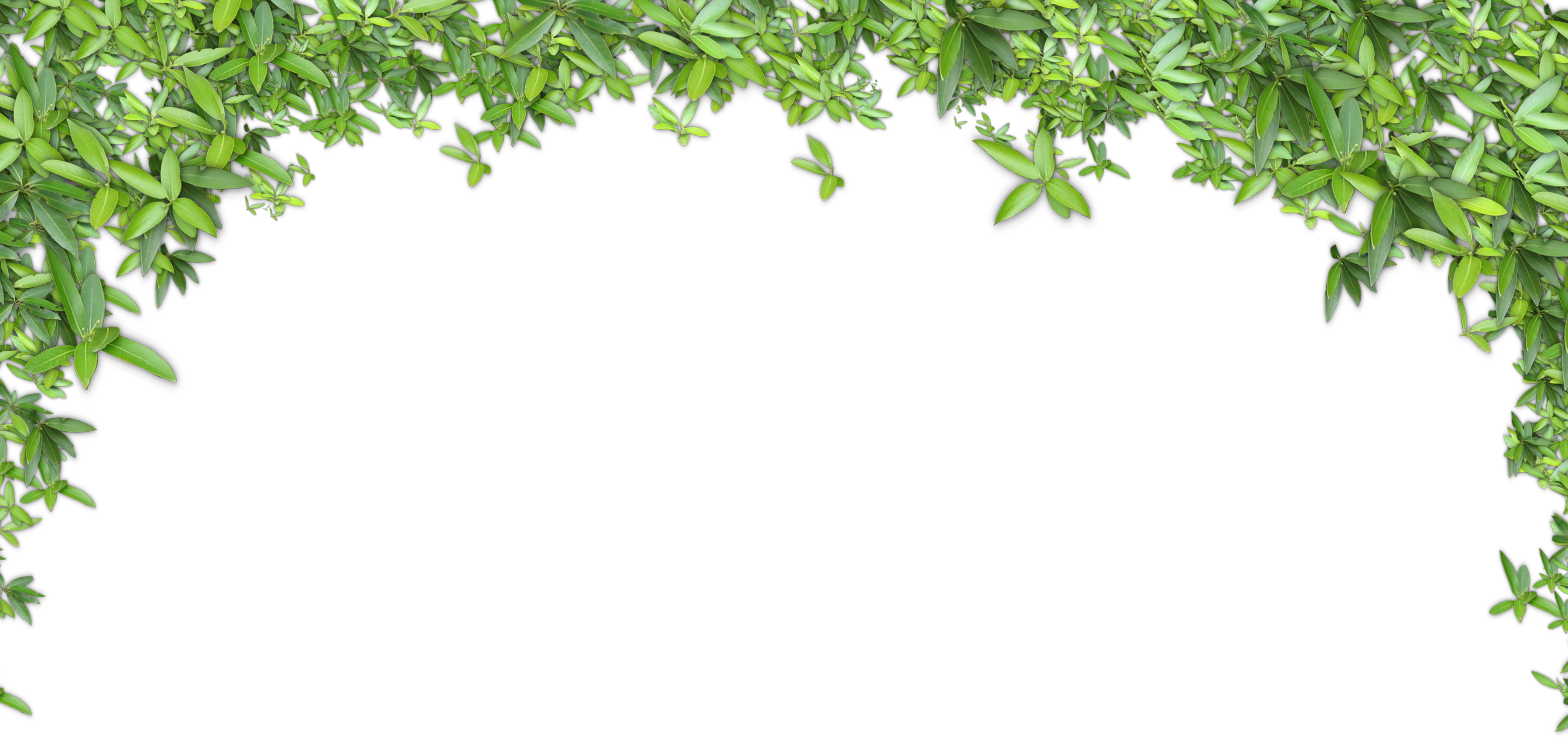 Green Leaves Background - Green Leaves Background - (3600x1695) Png Clipart  Download