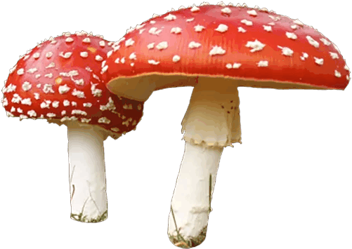 Mushroom Clip Art - Mushroom Png (512x512)