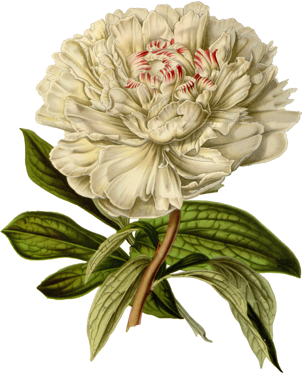 Botanical illustration. Альбифлора пион. Botanical Peony Flowers. Peony Botanical illustration. Botanical Flowers Vintage.