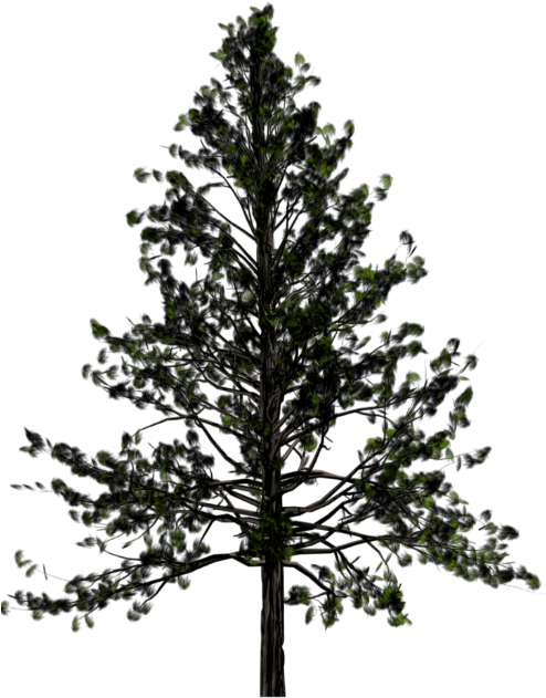 Portable Network Graphics Pine Transparency Tree Fir - Transparent Background Pine Tree Png (600x800)