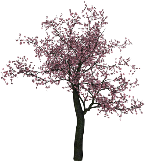 Almond Tree Branch Black And White Download - Cherry Blossom Tree Png ...