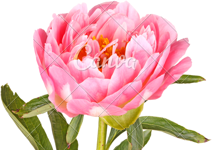 Pink Peony Flower - White (800x579)