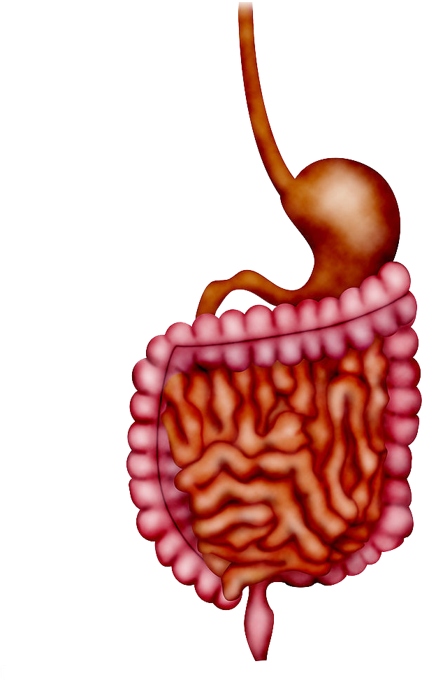 Кишечник диарея. Орган PNG. Желудок в теле вектор. Органы человека реалистичные клипарт.