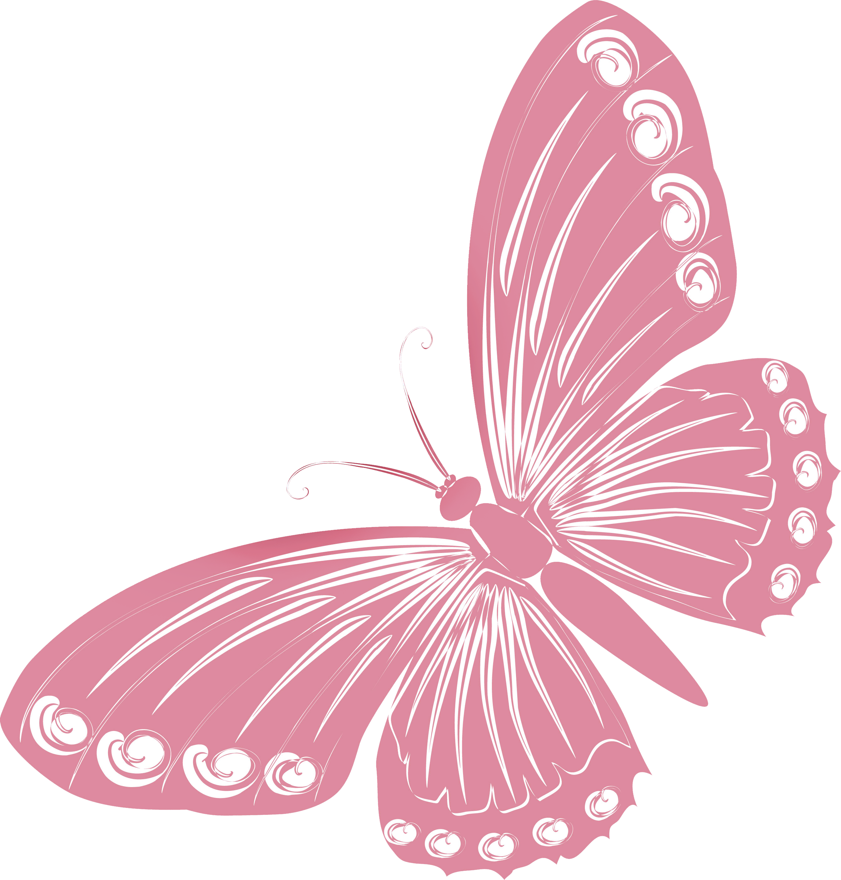 Розовые картинки пнг. Розовые бабочки. Розовые бабочки на прозрачном фоне. Бабочки нежно розовые. Розовые бабочки на белом фоне.