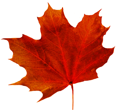 Fall Leaves Clip Art - Fall Leaf With Transparent Background - Full ...