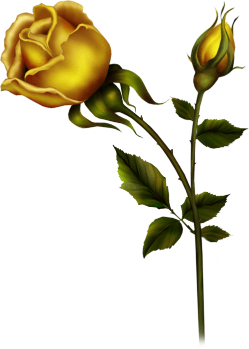 Dibujo Rosa Amarilla Png - (499x699) Png Clipart Download