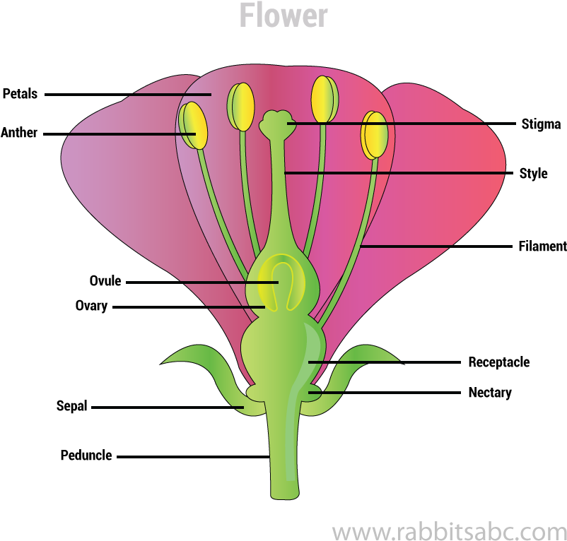 Am flower. Flower structure. Parts of Flower. Стигма цветок. Parts of a Flower for Kids.