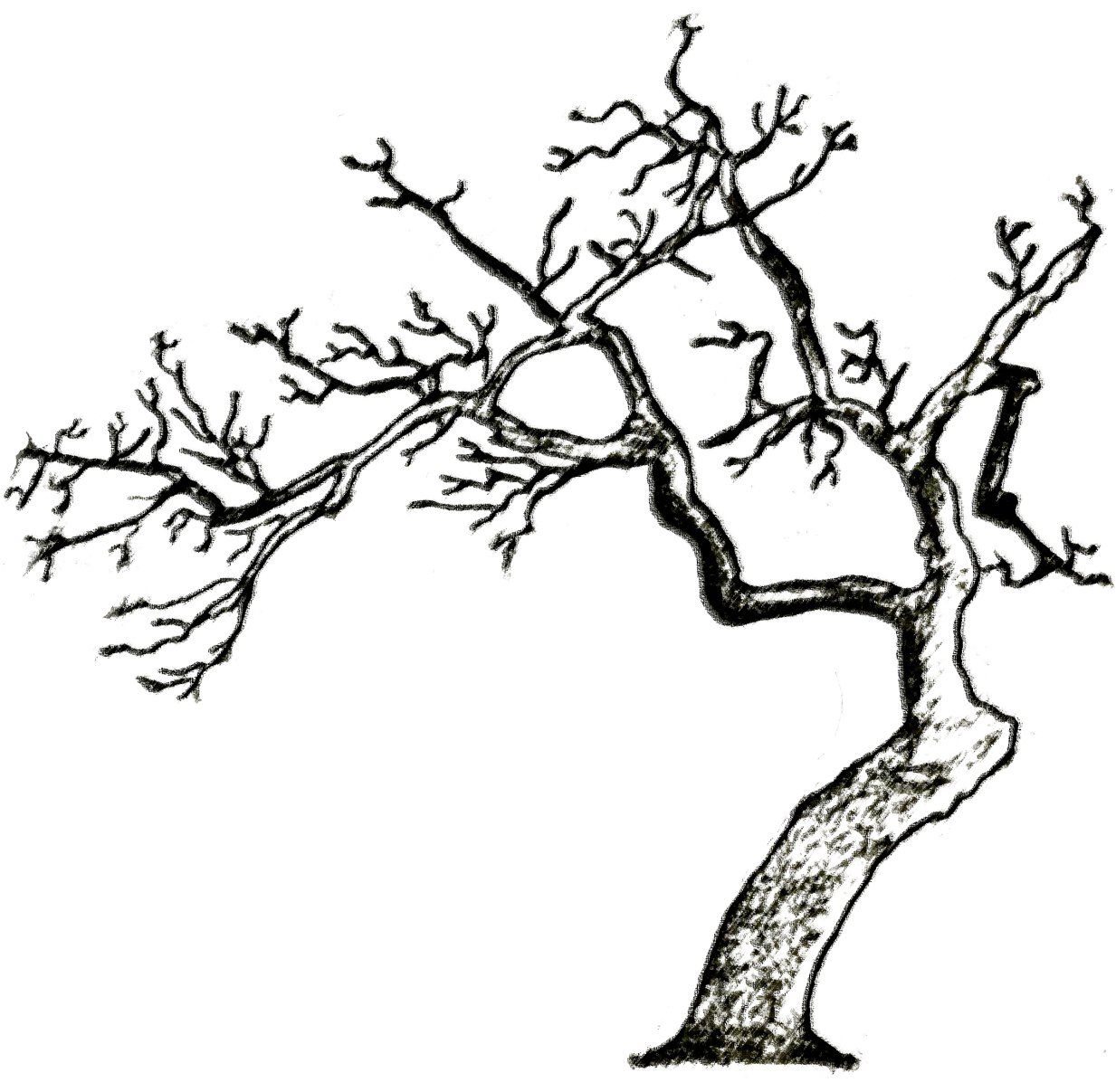 Dead Trees - Line Art - (1280x1326) Png Clipart Download