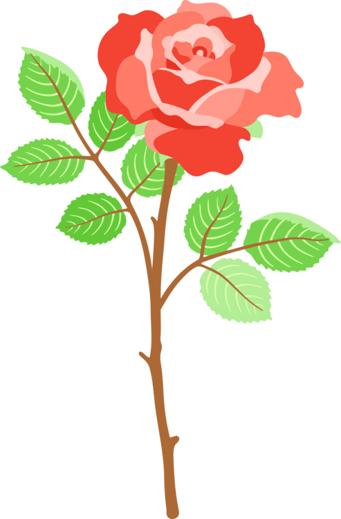 All Photo Png Clipart - Fondos Para Whatsapp Rosas - (493x750) Png Clipart  Download