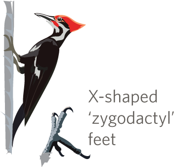 It's Woodpecker Week On Inaturalist Jan - Inaturalist (400x400)
