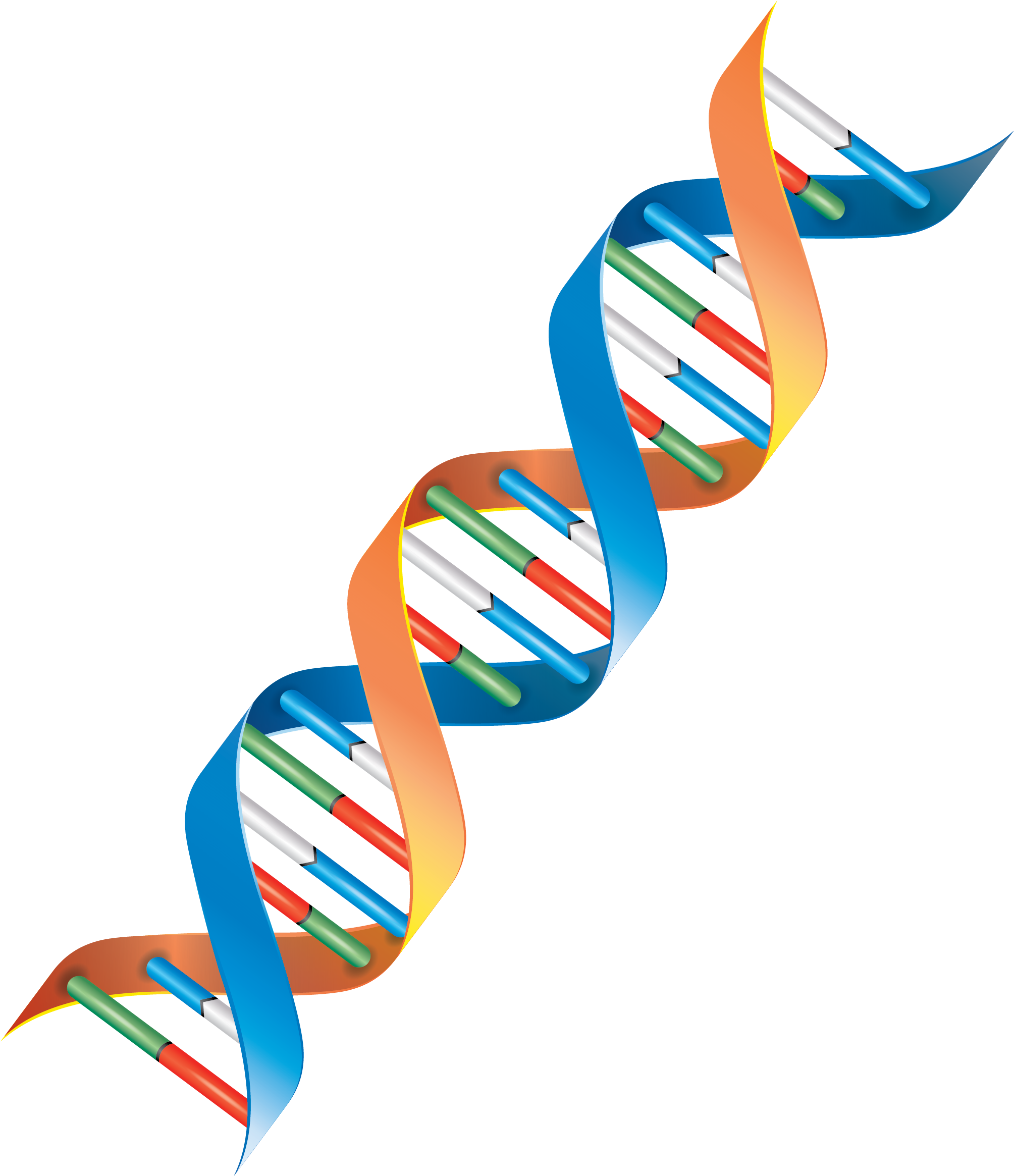 Genomics - Clipart Dna Strand Png - Full Size PNG Clipart Images Download