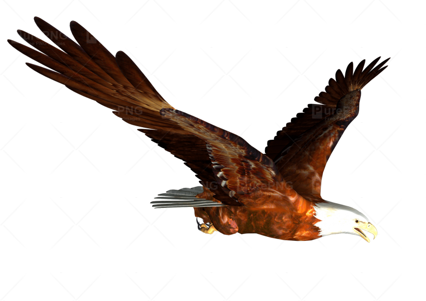 Download Flying Eagle Png Clipart Bald Eagle Clip Art - Hass Hasib Hd  Background - (850x601) Png Clipart Download