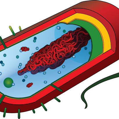 Модель бактериальной клетки. Электрические бактерии. Дифференцированные клетки бактерий. Внутренности бактерии.