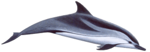 Spinner Dolphin Clipart Swimming Animal - Spinner Dolphin Clipart Swimming Animal (640x480)