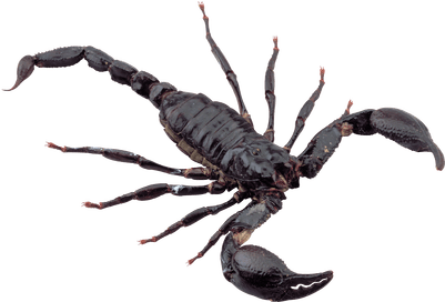 Scorpion Noir - Scorpion Png (400x400)