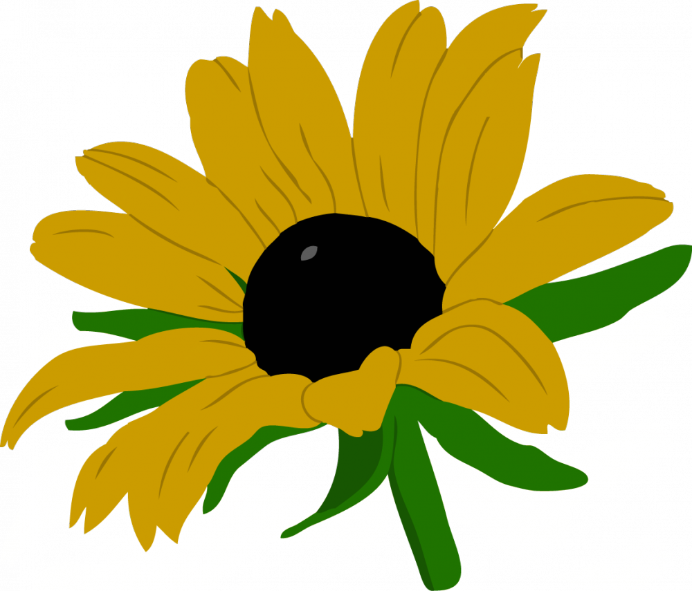 Black-eyed Susan - (1000x855) Png Clipart Download