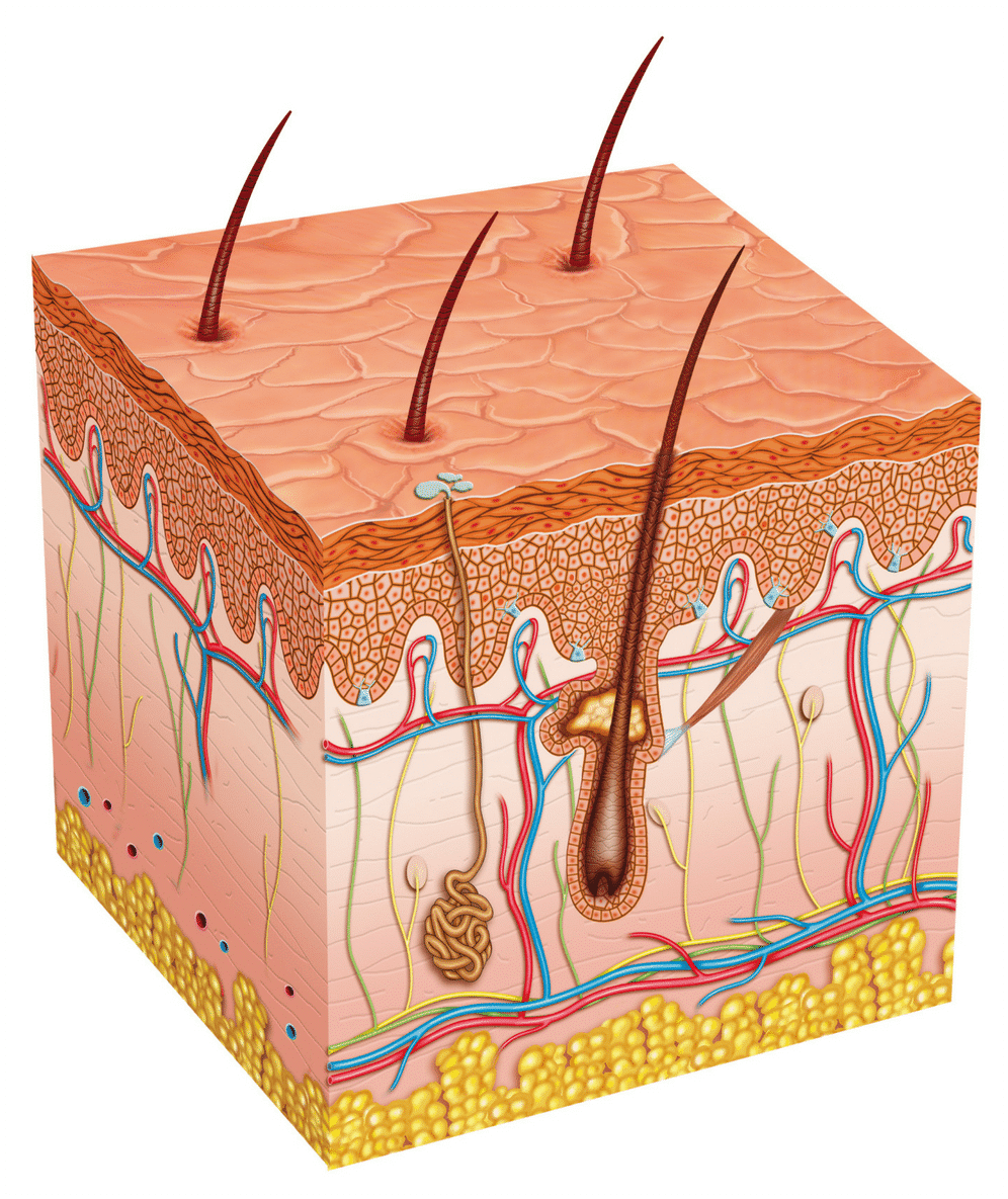 Human skin. Кожа эпидермис дерма гиподерма. Строение кожи человека эпидермис дерма гиподерма. Слой 1) эпидермис 2) дерма 3) гиподерма. Эпидермис дерма подкожная жировая клетчатка.