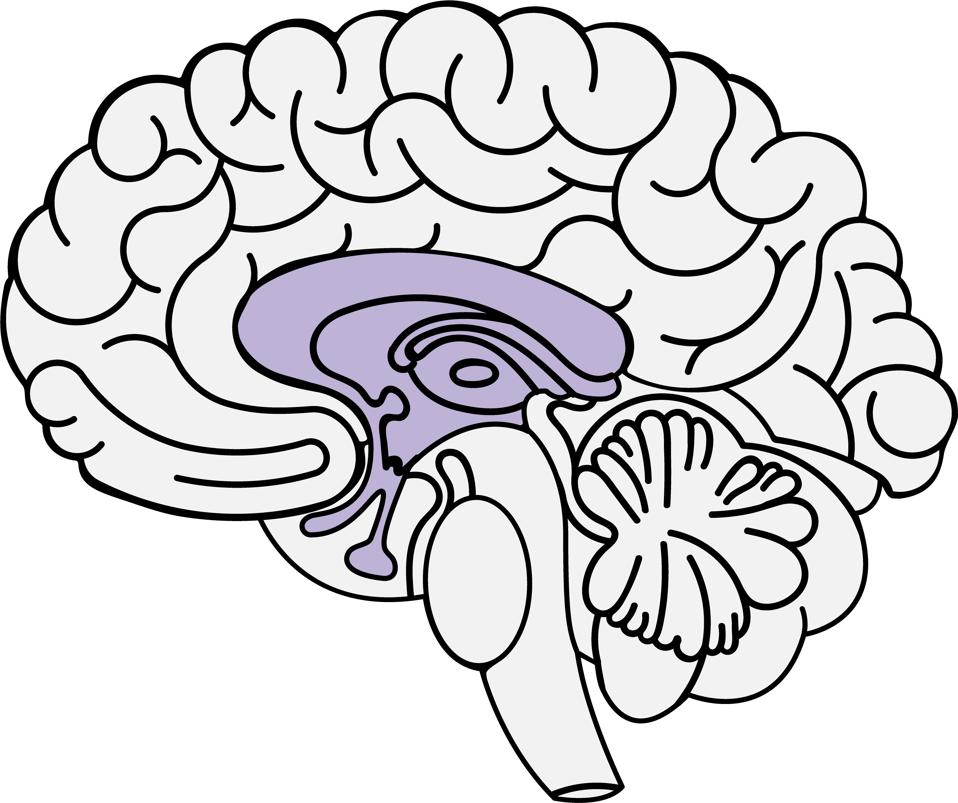 Мозг круг. Limbic Brain. Anxiety Brain. Brain Anatomy icon.