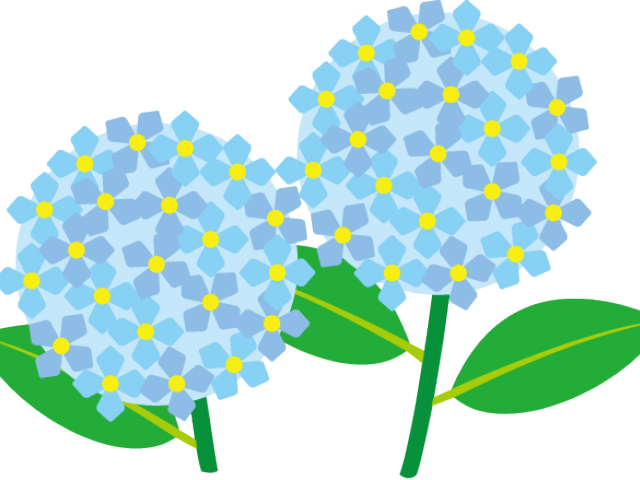 Hydrangea Clipart Transparent - Hydrangea (640x480)