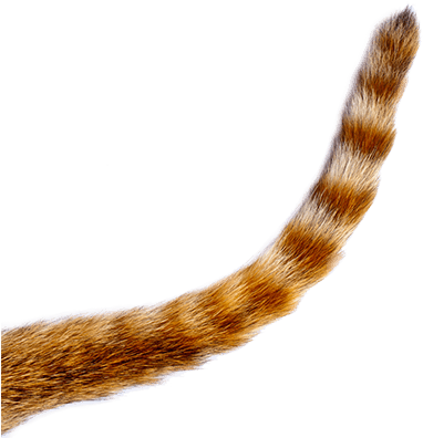 Tail картинка