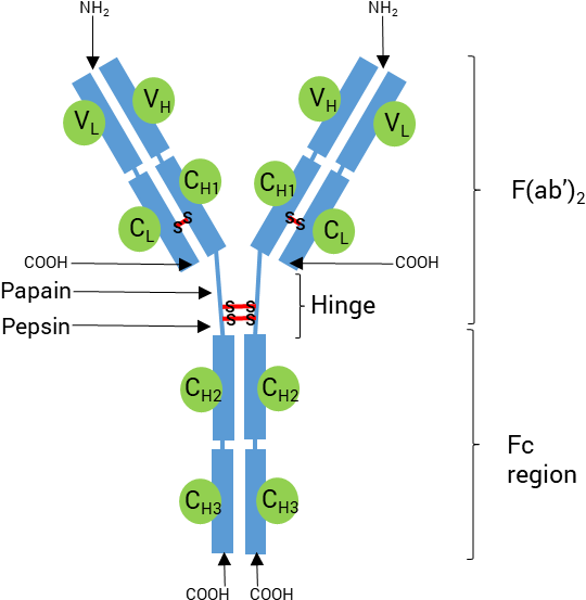 Schematic Structure Of An Antibody - Diagram - Full Size PNG Clipart ...