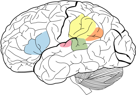 Angular Gyrus - Broca's Area And Wernicke's Area Png - Full Size PNG ...