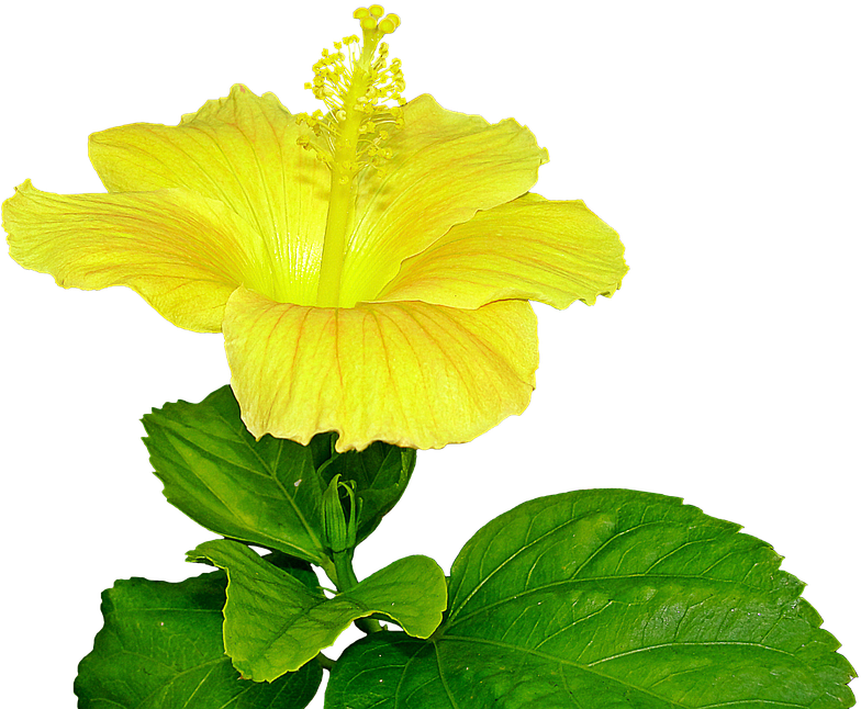 Yellow Hibiscus Flower Pistil Plant Bunga Sepatu Kuning Png 960x720 Png Clipart Download