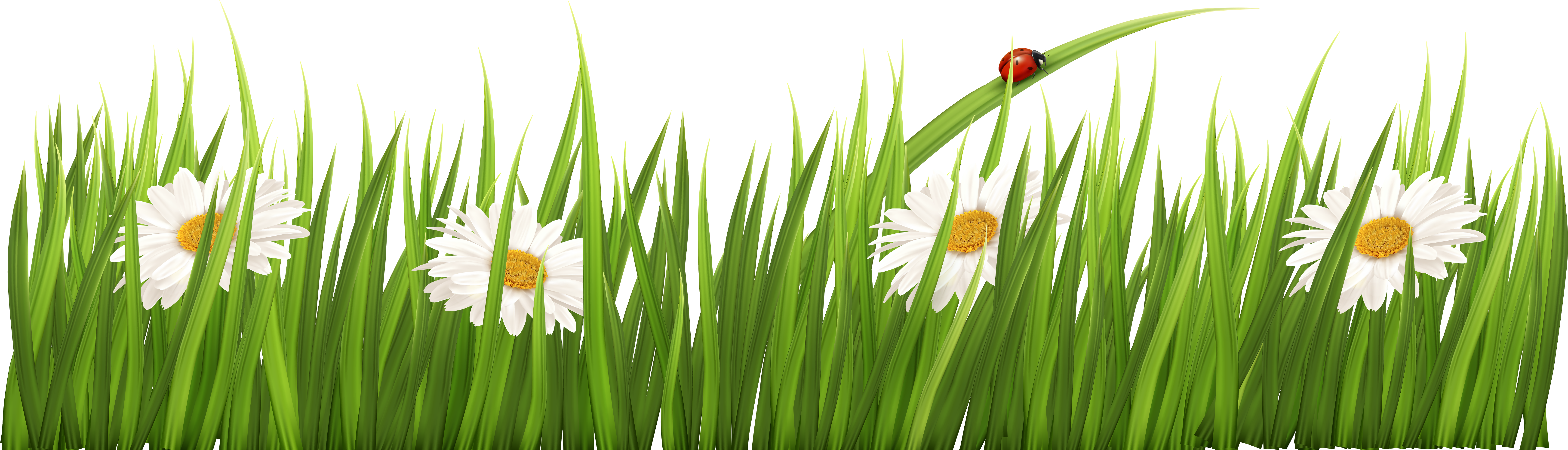 Картинка травка на прозрачном фоне. Травка с цветочками. Луг на белом фоне. Полоска травы. Зеленая трава полоса.