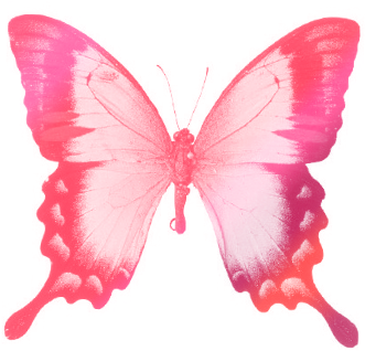 Butterfly Drawings With Color Pink - Female Feminine Female Feminine Female Feminine Square (422x355)