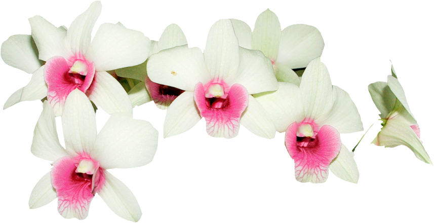 Orquidea Blanca Png (857x440)