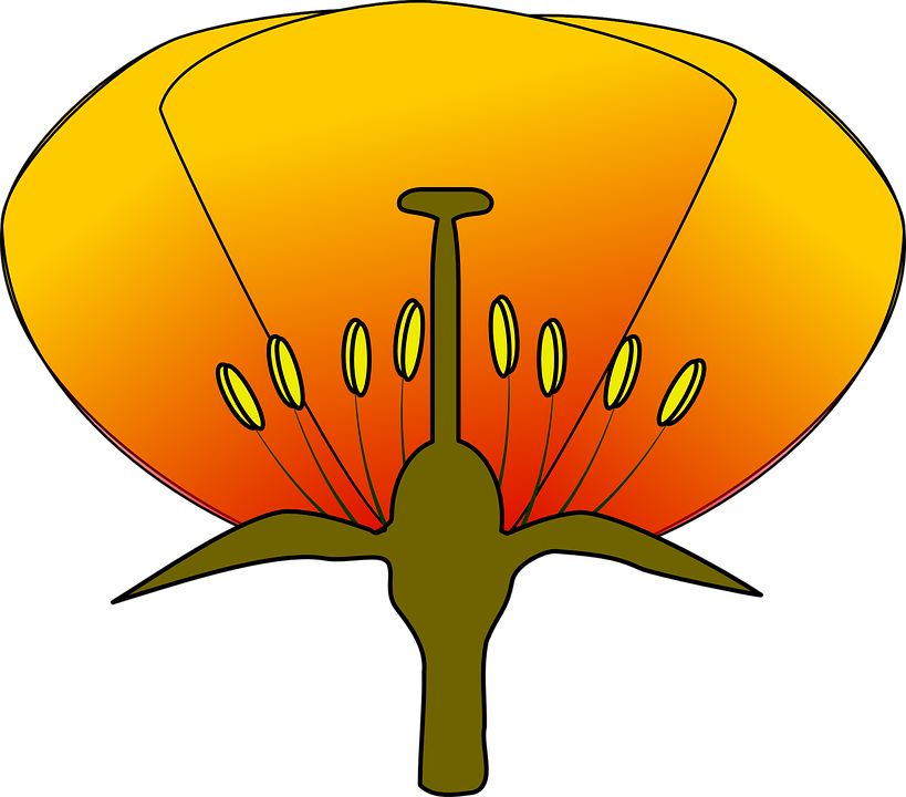 blank flower diagram