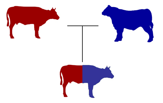 Бридинг это. Кроссбридинг. Cow breeding. Cross breeding of animals. Polyhybrid crossbreeding.