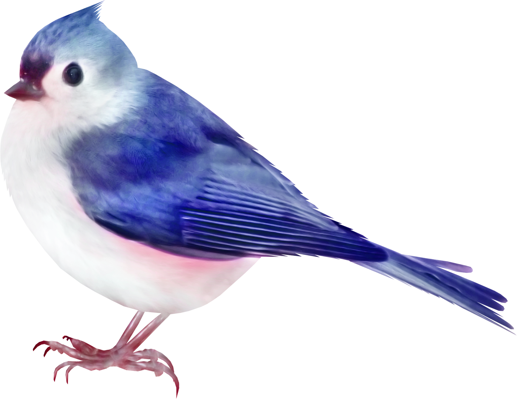 Birds png. Птица на белом фоне. Птицы на бледном фоне. Фиолетовая птица. Птичка на прозрачном фоне.