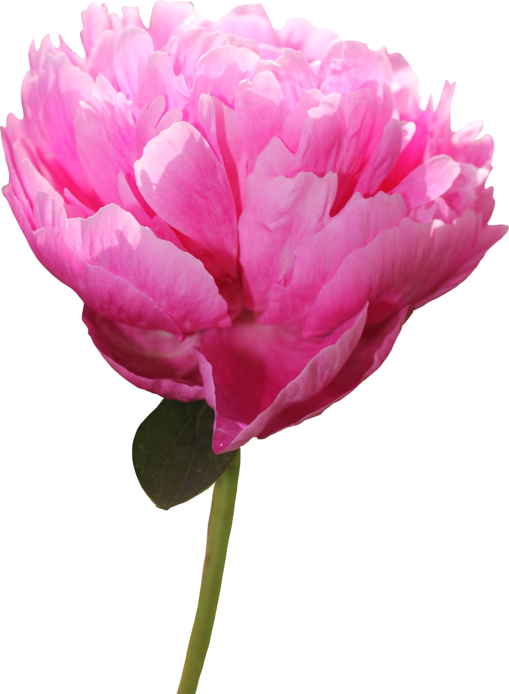 Peony Png Picture - Portable Network Graphics (1024x1396)
