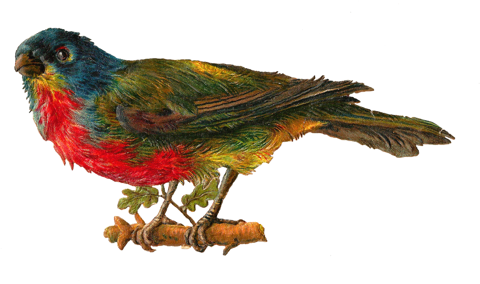 Best Pet Birds Images - Victorian Clip Art Birds (1600x919)