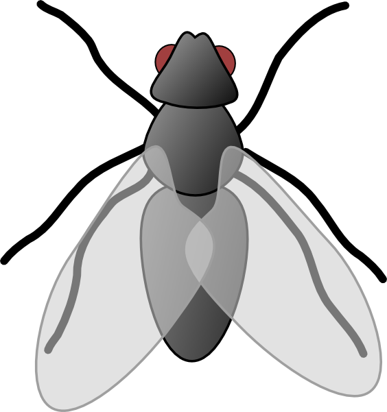 Flies Clipart - Flies Clip Art - (564x601) Png Clipart Download