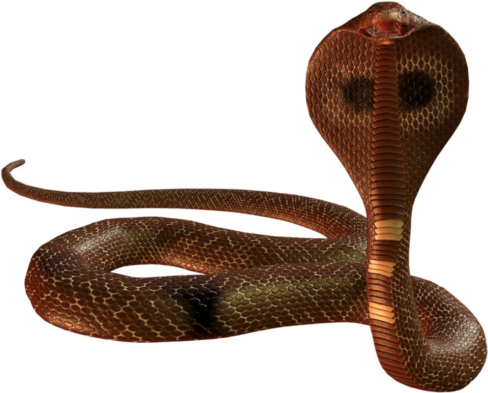 Snake Cobra Png Image - Snake Png - (1015x787) Png Clipart Download