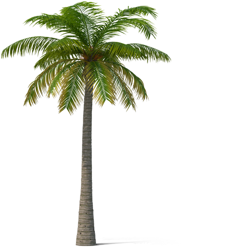Adonidia Veitchia Coconut Tree - Palm Trees - (1000x1000) Png Clipart ...
