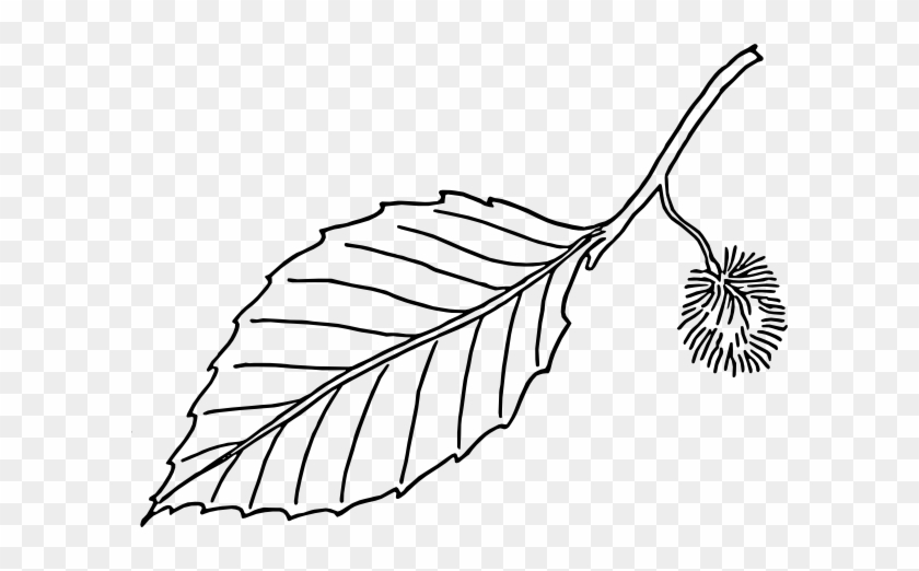 Free Vector Beech Leaf Outline Clip Art - Free Vector Beech Leaf Outline Clip Art #1559