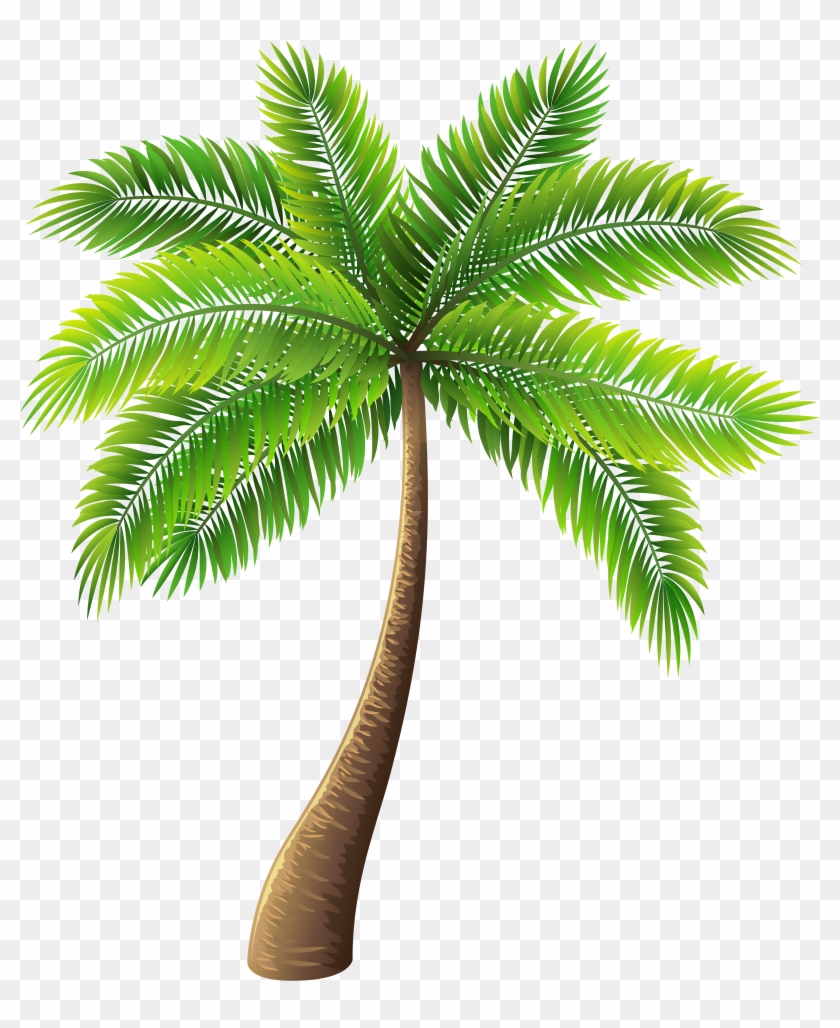 Palm Clipart #484