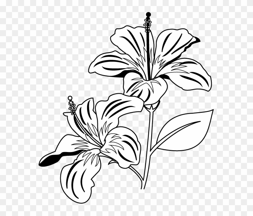 Gumamela Flower Clipart Black And White - Gumamela Clip Art Black And ...