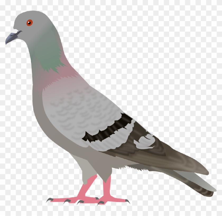 Top 77 Pigeon Clip Art Free Clipart Spot - Pigeon Png #15625