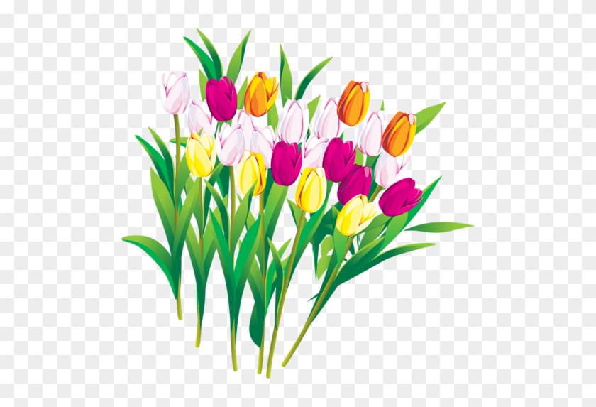 Png Lale Resimleri, Tulip Png Pictures - Ti Mando Un Saluto #464673