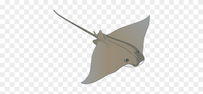 Manta Ray Svg - Ray Fish Drawing #468466