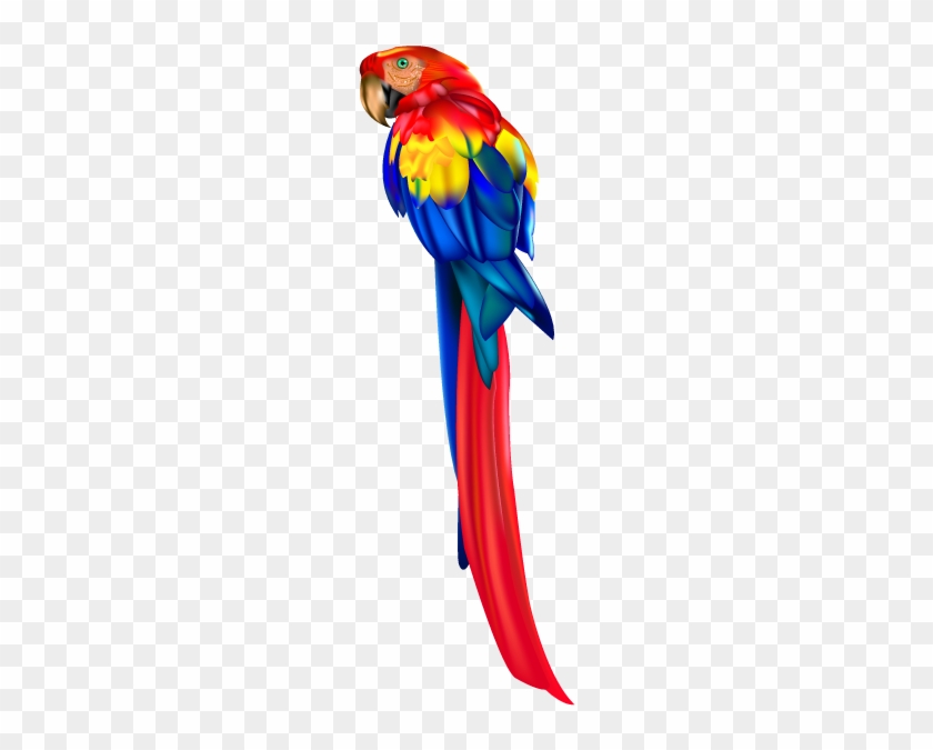 Parrot Bird Macaw Clip Art - Guacamaya Colombiana Png #468930