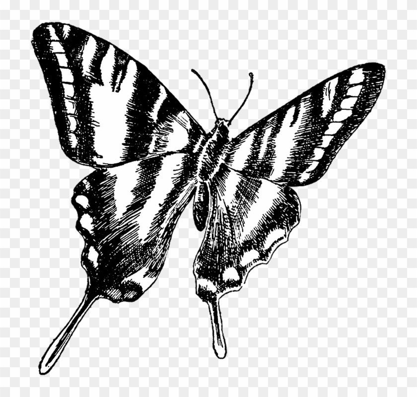 Black And White Butterflies Pictures 24, Buy Clip Art - Share Your Passion Quotes #472934